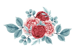 rose illustrations