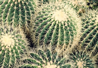 cactus textures