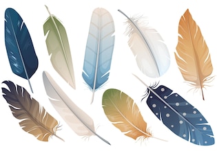 Feather illustrations