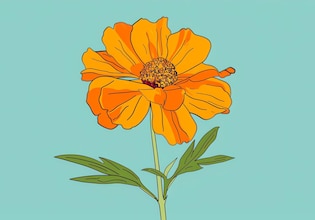 marigold drawings
